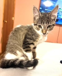 KITTEN BEAUTIFUL BONNIE - Photo 1