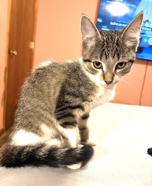 KITTEN BEAUTIFUL BONNIE - Tabby available for adoption