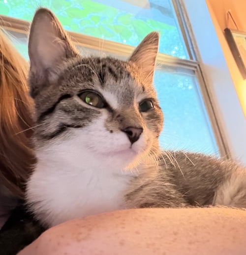 KITTEN BEAUTIFUL BONNIE - Tabby available for adoption