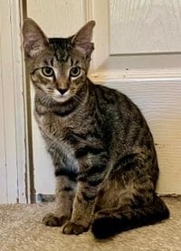 KITTEN CHIP - Photo 1