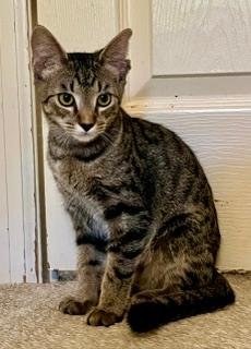 KITTEN CHIP - Tabby available for adoption