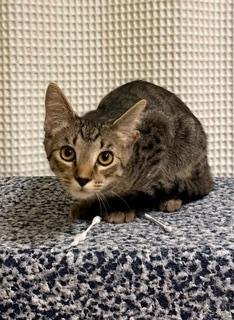 KITTEN CHIP - Tabby available for adoption