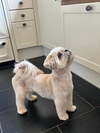 SIR ZIGGY - Photo 3