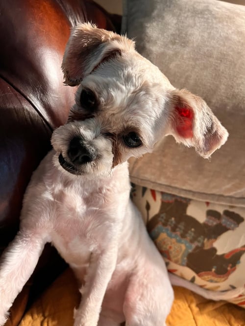 SIR ZIGGY - Shih Tzu available for adoption