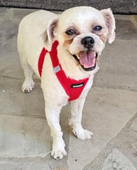 SIR ZIGGY - Photo 4