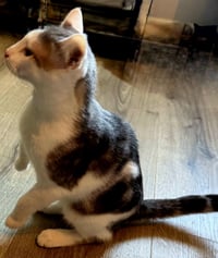KITTEN GIZMO - Photo 3