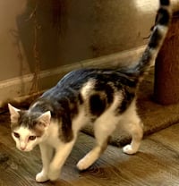 KITTEN GIZMO - Photo 2
