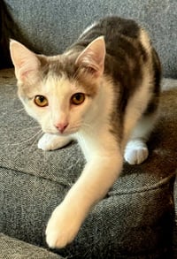 KITTEN GIZMO - Photo 1