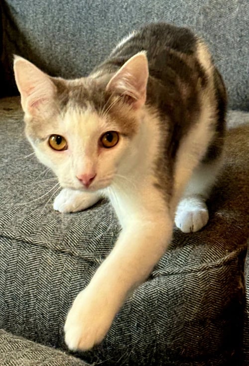 KITTEN GIZMO - Tabby available for adoption