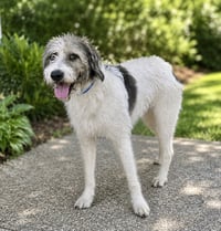 Corky - Photo 4