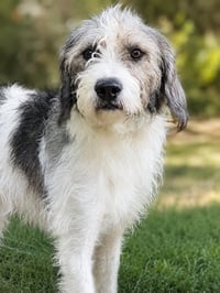 Corky - Photo 3