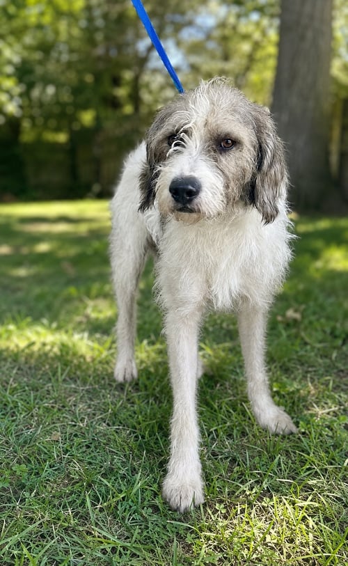 CORKY - Poodle (Standard) available for adoption