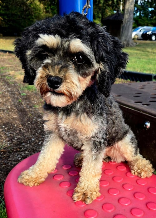 JESSICA - Cavalier King Charles Spaniel / Poodle (Miniature) available for adoption