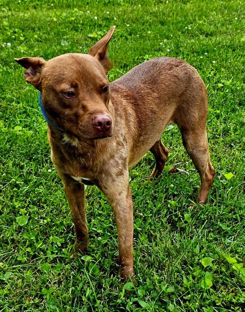 SUNNY - Terrier available for adoption