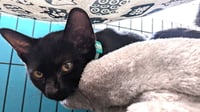 KITTEN OZZY - Photo 1