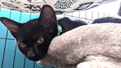 KITTEN OZZY - Domestic Short Hair available for adoption