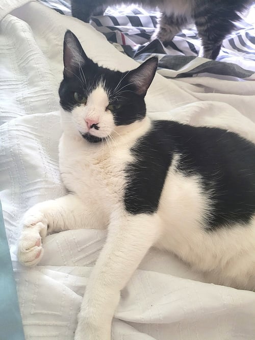 KITTY TUXEDO JEWEL - Tuxedo available for adoption