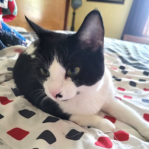 KITTY TUXEDO JEWEL - Tuxedo available for adoption