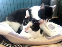 KITTIES:  BONDED PAIR BASIL AND LAVENDER - Photo 4