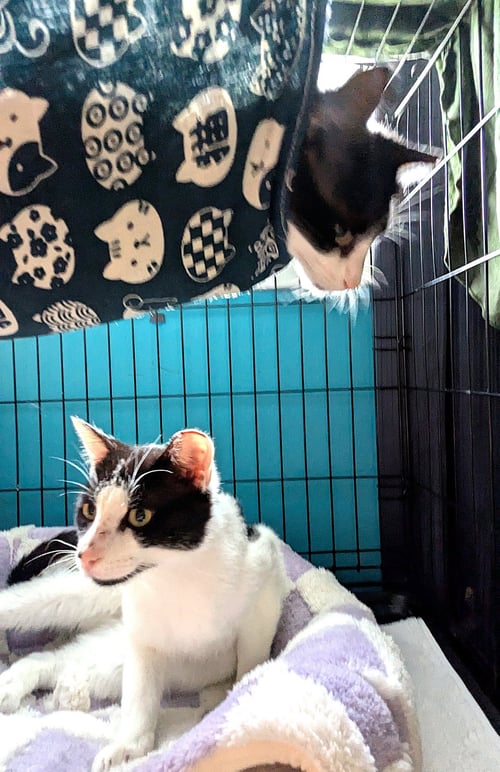 KITTIES:  BONDED PAIR BASIL AND LAVENDER - Domestic Short Hair available for adoption