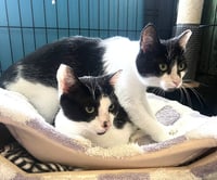 KITTIES:  BONDED PAIR BASIL AND LAVENDER - Photo 1