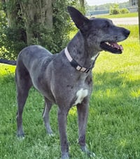 ROO - Photo 4