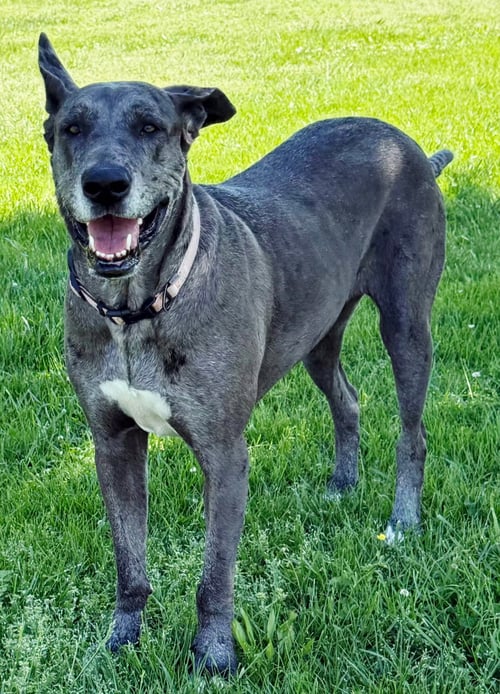 ROO - Great Dane available for adoption
