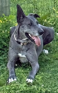 ROO - Photo 3