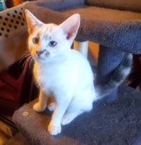 KITTEN BLUE EYED KIT KAT - Photo 1
