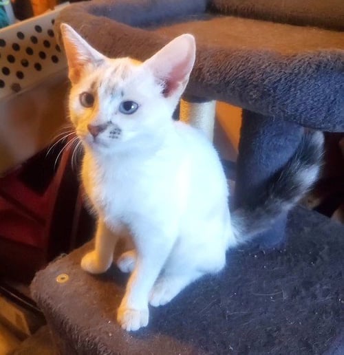 KITTEN BLUE EYED KIT KAT - Domestic Short Hair available for adoption