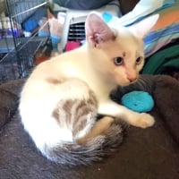 KITTEN BLUE EYED KIT KAT - Photo 3