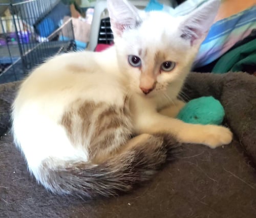 KITTEN BLUE EYED KIT KAT - Domestic Short Hair available for adoption