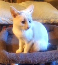 KITTEN BLUE EYED KIT KAT - Photo 4