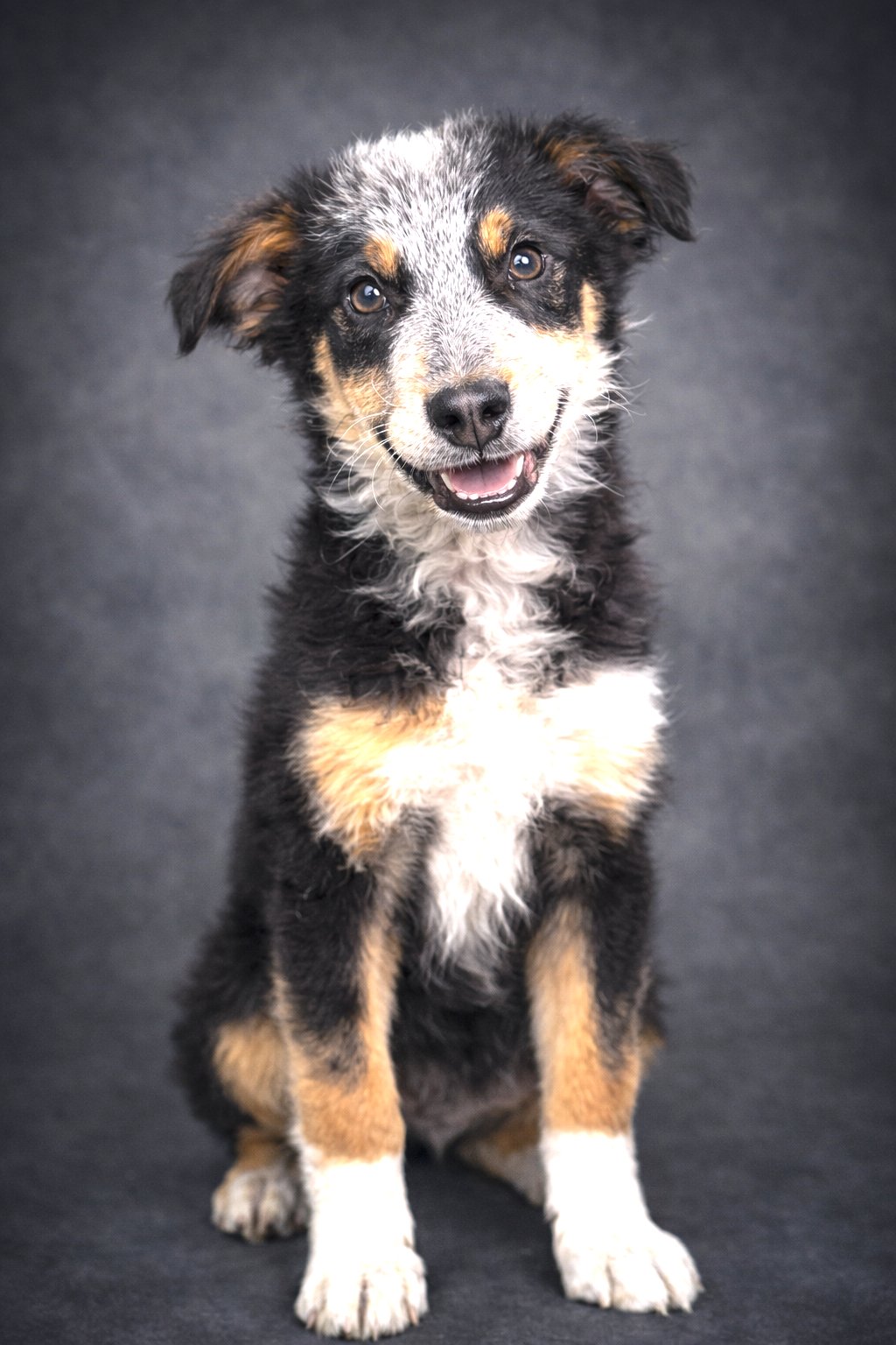PUPPY FINN - Collie / Australian Cattle Dog/Blue Heeler available for adoption