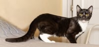 KITTEN LORD SOCK - Photo 3
