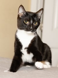 KITTEN LORD SOCK - Photo 1