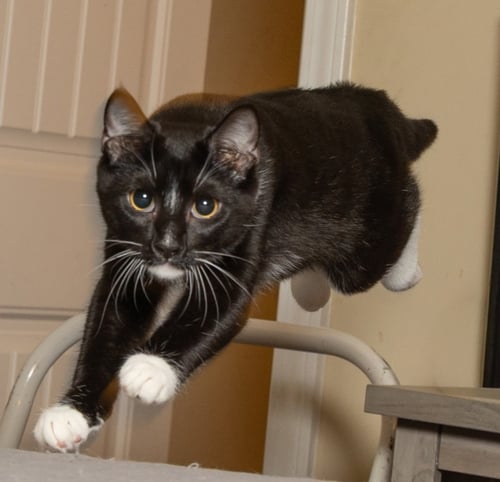KITTEN LORD SOCK - Tuxedo available for adoption