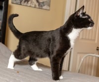 KITTEN LORD SOCK - Photo 4