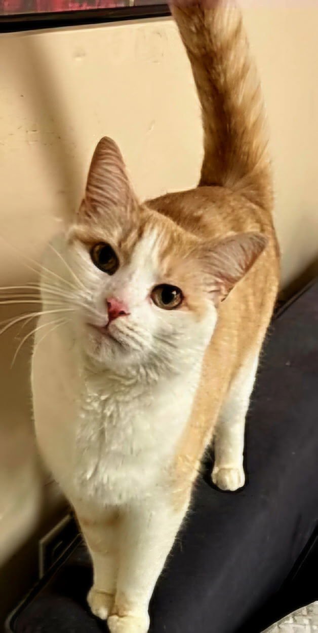 OLIVER - Domestic Short Hair available for adoption