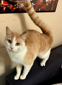 OLIVER - Photo 2