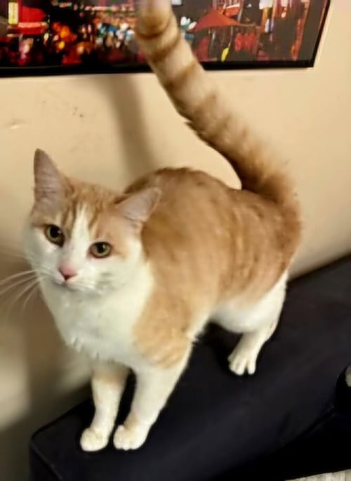 OLIVER - Domestic Short Hair available for adoption