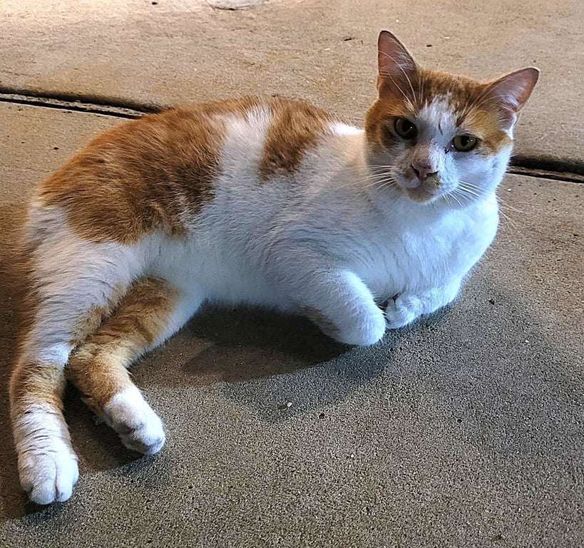 KITTY BOBTAIL BOBBY Image