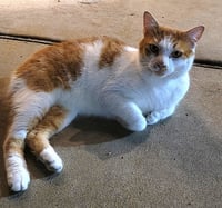 KITTY BOBTAIL BOBBY - Photo 2