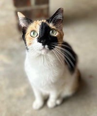 KITTEN SNICKERS - Photo 3