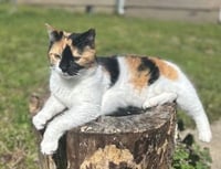 KITTEN SNICKERS - Photo 2