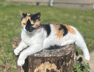 KITTEN SNICKERS - Calico available for adoption