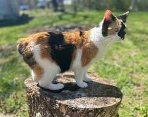 KITTEN SNICKERS - Calico available for adoption