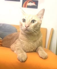 KITTY MARVELOUS MILO - Photo 3