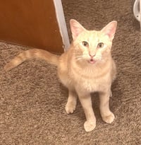 KITTY MARVELOUS MILO - Photo 1