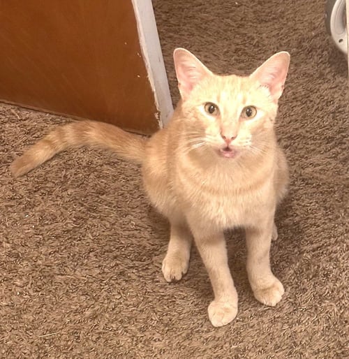 KITTY MARVELOUS MILO - Domestic Short Hair / Tabby available for adoption